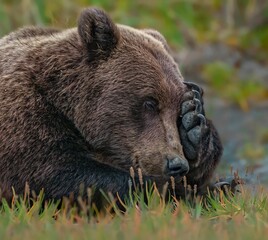 Poster - Wild Alaska Peninsula brown bear sitting on the ground in a rural area in daylight