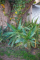 Wall Mural - Aloe vera plant