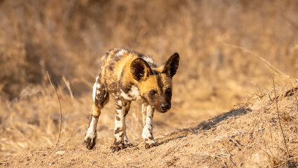 Wall Mural - african wild dog pup ( lycaon pictus) in the morning sun, timbavati game reserve, south africa.