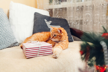 Wall Mural - Ginger cat relaxes on couch by Christmas tree at home with gift box. Present for pets. New year winter holidays at home