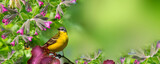 Fototapeta Dmuchawce - A meadow songbird with a yellow breast sits on a tree branch with beautiful red leaves in a spring garden near flowers with a bumblebee, panoramic view
