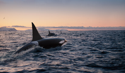 Wall Mural - Orca Killerwhale traveling on ocean water with sunset Norway Fiords on winter background