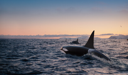 Orca Killerwhale traveling on ocean water with sunset Norway Fiords on winter background