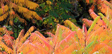 Fototapeta  - Kolorowe jesienne liście na tle zieleni.