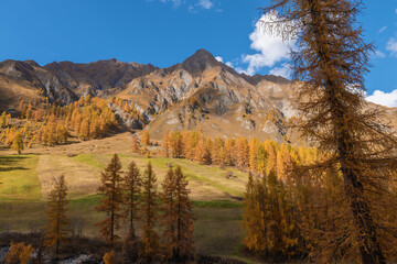 Wall Mural - Autumn landscape with yellow larches, shot in the Swiss Alps