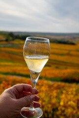 Tasting of white brut champagne wine outdoor with view on colorful autumn pinot noir grand cru vineyards of famous champagne houses in Montagne de Reims near Verzenay, Champagne, France