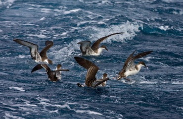 Wall Mural - Grote Pijlstormvogel, Great Shearwater, Puffinus gravis