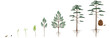 Cycle of growth of scots pine tree on a white background.