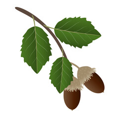 Wall Mural - a branch with acorns and cork oak leaves on a white background.