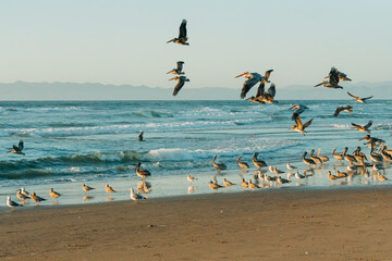 Wall Mural - Group of sea birds on the beach, flying pelicans and seagulls. Beautiful blue sea, and clear blue sky background