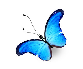 Wall Mural - Color Morpho butterfly , isolated on the white background