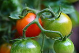 Fototapeta Kuchnia - pomidor czerwony zielony