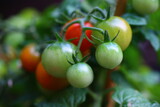 Fototapeta Kuchnia - pomidor czerwony zielony