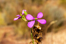 Boke Of Pair Of Small Pink Flowers In The Mountain.