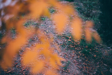 Poster - Yellow autumn leaves, Green and yellow leaves, Autumn maple leaves, autumn landscape