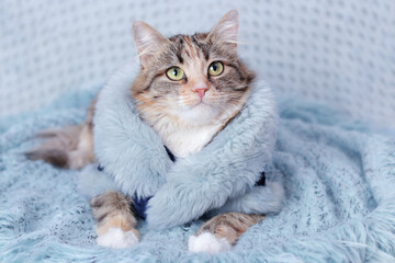 Wall Mural - Clothes for pets. Сat in a beautiful fur coat lies and rests on a blanket. Clothing for animals and pets. Cat looks to the camera. Beautiful Kitten. Kitten with big green eyes. Pet. Without people. 