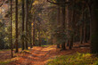 Jesienny krajobraz lasu w Brzeźnicy