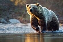 Bear Fishing In The River