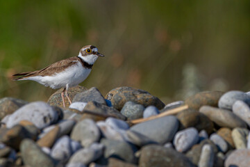 Charadrius dubius photograph with blurred background taken from behind stones
