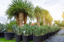 Yuccas And Prickly Pear Grown For Sale At A Garden Center Plantation.