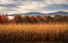 Layers Of Trees In Many Autumn Colors Behind Corn In Cornfield In Vermont In The Fall