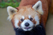 Close-up Portrait Of A Red Panda, Indonesia