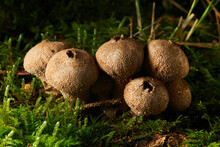 Lycoperdon Perlatum, Popularly Known As The Common Puffball, Warted Puffball, Gem-studded Puffball, Or The Devil's Snuff-box
