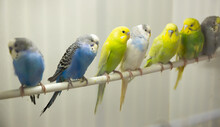 Close-up Blue, Yellow, Green And White Budgies Birds Sitiing On A Stick In An Aviary