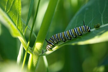 Sticker - Macro shot of a monarch caterpillar on a milkweed plant.