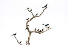 Black And Brown Grackle Bird Silhouettes On Bare Tre Branches Against A White Sky