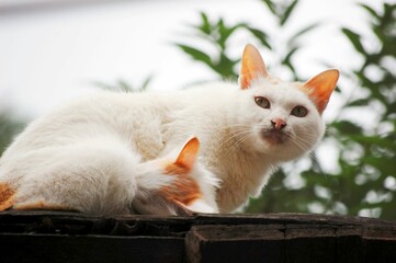 Poster - Closeup shot of a cute white cat with a sleeping kitten