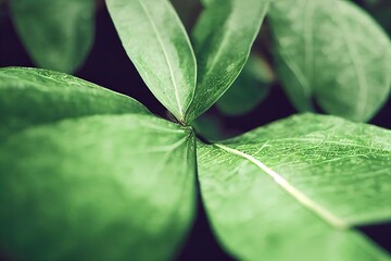 Sticker - closeup nature view of green leaf in garden, dark wallpaper concept, nature background, tropical leaf