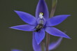 Natural wonders. Blue scented sun orchid visited by a bug.
