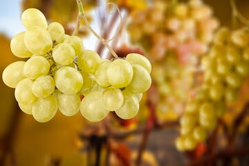 Sticker - Fresh ripe grapes branch in farm.