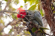 Endangered native Australian Gang-Gang Cockatoo perched and eating from a native Eucalyptus in Wilsons Promontory National Park, Victoria, Australia