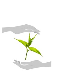 Poster - Eco friendly concept with a green sprout in hands.