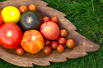 Wall Mural - Different colorful tomatoes are on the wooden plate on the green  grass.