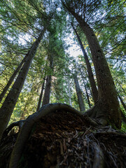 Wall Mural - tall trees with green foliage grown in the forest on a sunny day