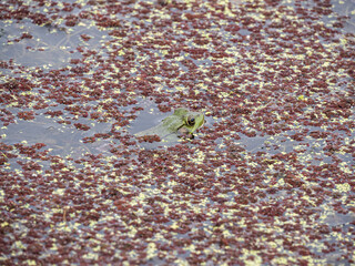 close up of a frog hiding among the floating algae in the pond with just the head pop up the water