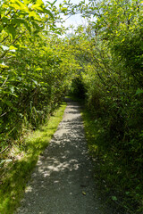 Wall Mural - well-paved walk path in the park with green foliage on both sides on a sunny day