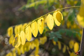 Wall Mural - robinia pseudoacacia yellow leaves closeup selective focus