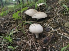 Tiny White Inedible Wild Mushroom Sprouting From The Ground