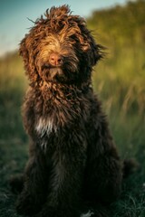 Wall Mural - Vertical shot of a cute brown Bernedoodle dog in a meadow looking into the camera