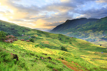 Sunset Rice Fields On Terraced With Greenish Rice Fields Landscape And Cottage In Sapa At Northwest Vietnam.
