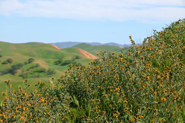 Wall Mural - Fiddleneck Wildflower meadow in the Diablo Range hills, San Ramon, California