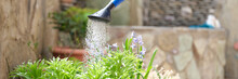 Woman Watering Flowers In Garden Outdoors Closeup