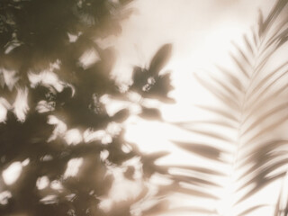 Aufkleber - Tree Leave shadow on white wall Nature abstract background