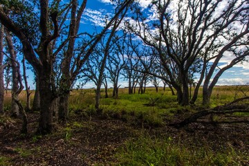 Canvas Print - Beautiful Kissimmee Prairie Preserve State Park with trees against the bright blue sky