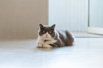 British Shorthair cat lying on the floor