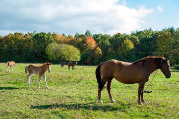 brown mare with foal in the mountains on a beautiful sunny day